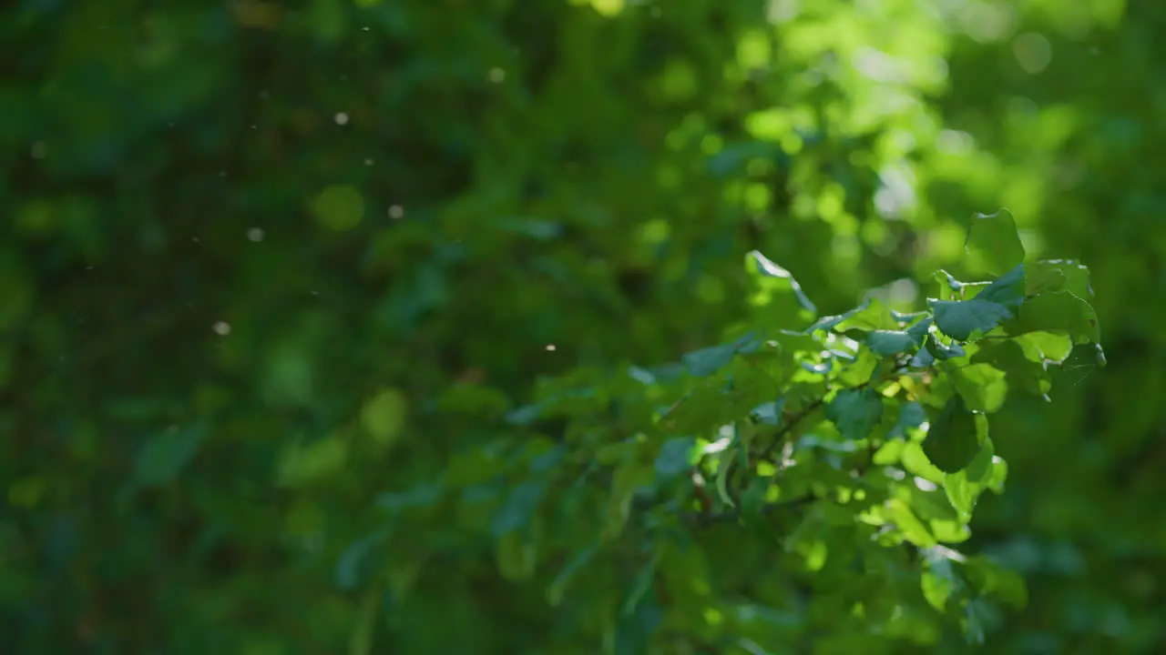 Green leaves background with mosquitoes on a sunny day slomo