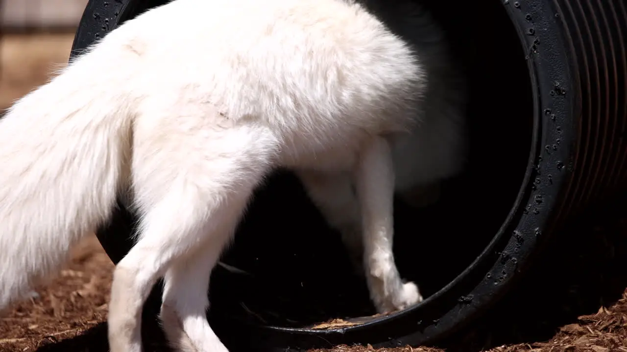 Arctic fox going into a tube