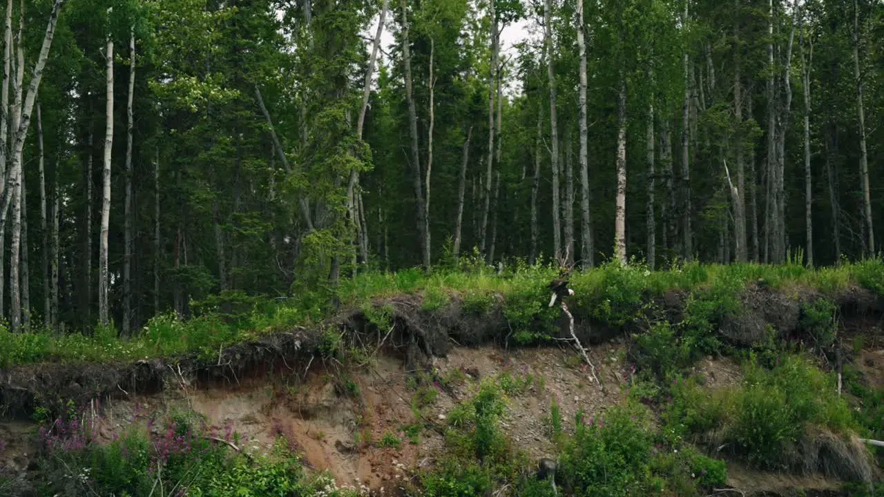 Beautiful bald eagle landing on a branch on Alaskan lush green river shoreline forest