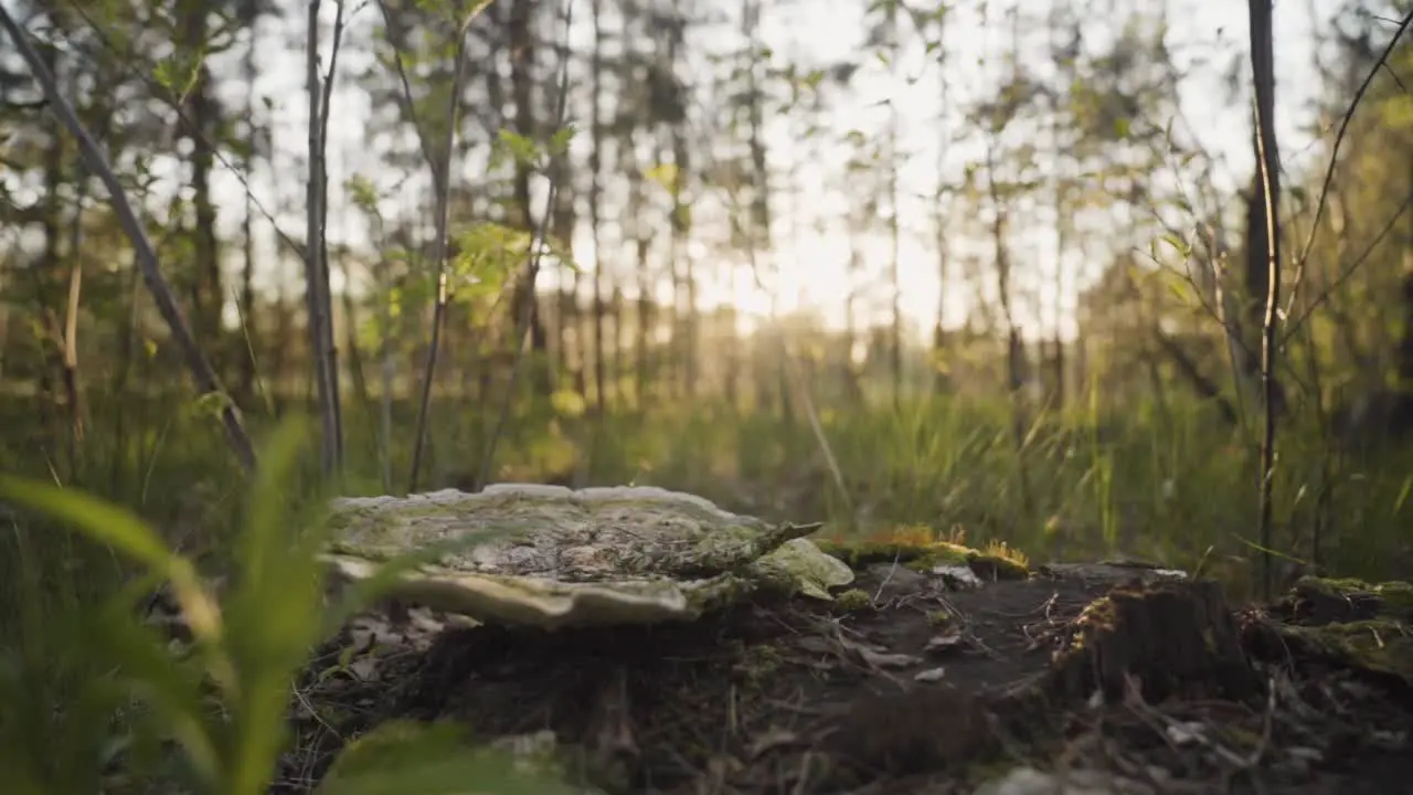 Huge old Mushroom On A Tree Trunk In The Spring Forest during beautiful sunrise in background