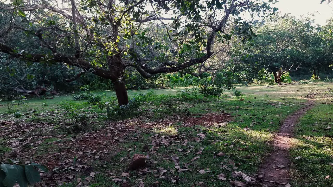 Tranquil farm scene with trees and loose farm chickens in background