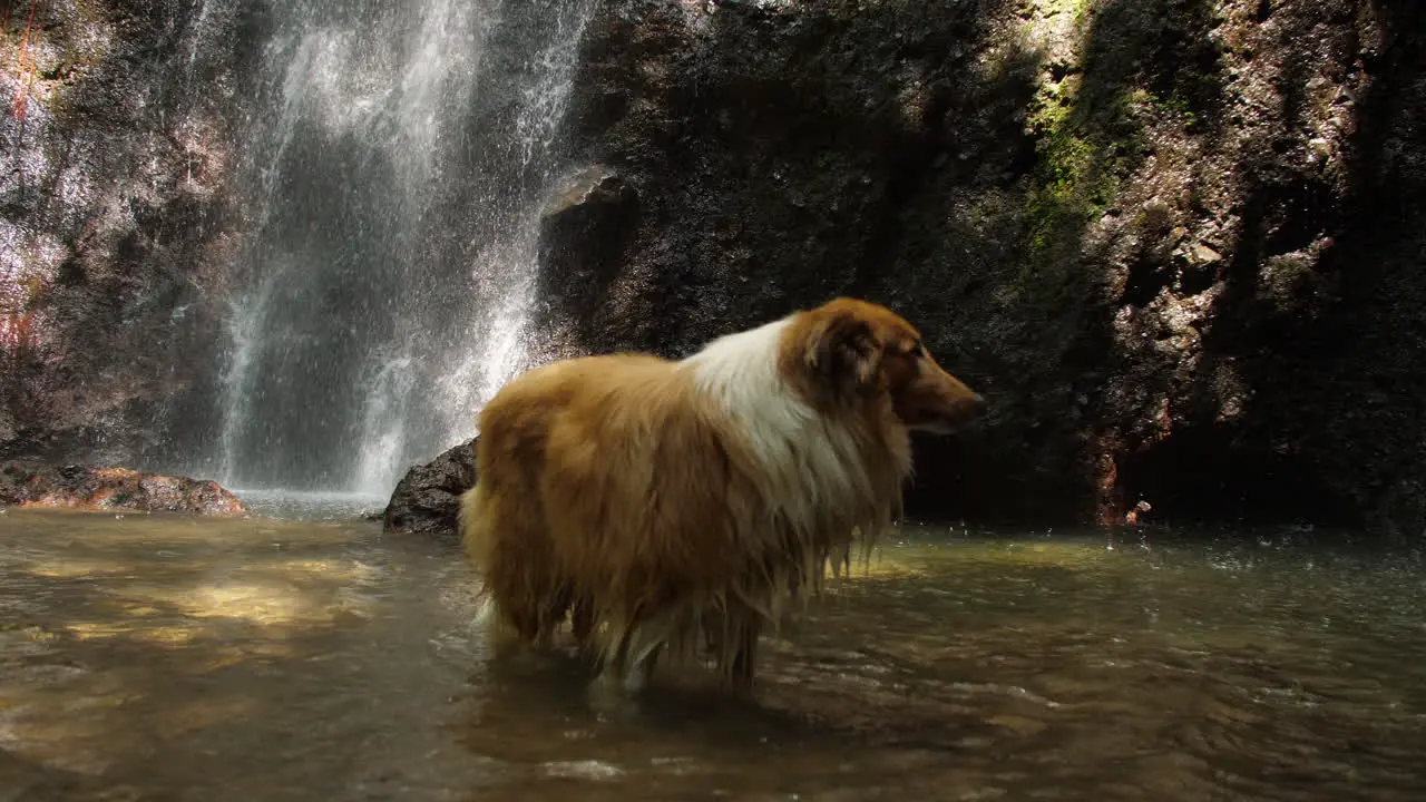 Rough Collie Dog Standing in a Pool at Bottom of Tropical Waterfall Slow Motion