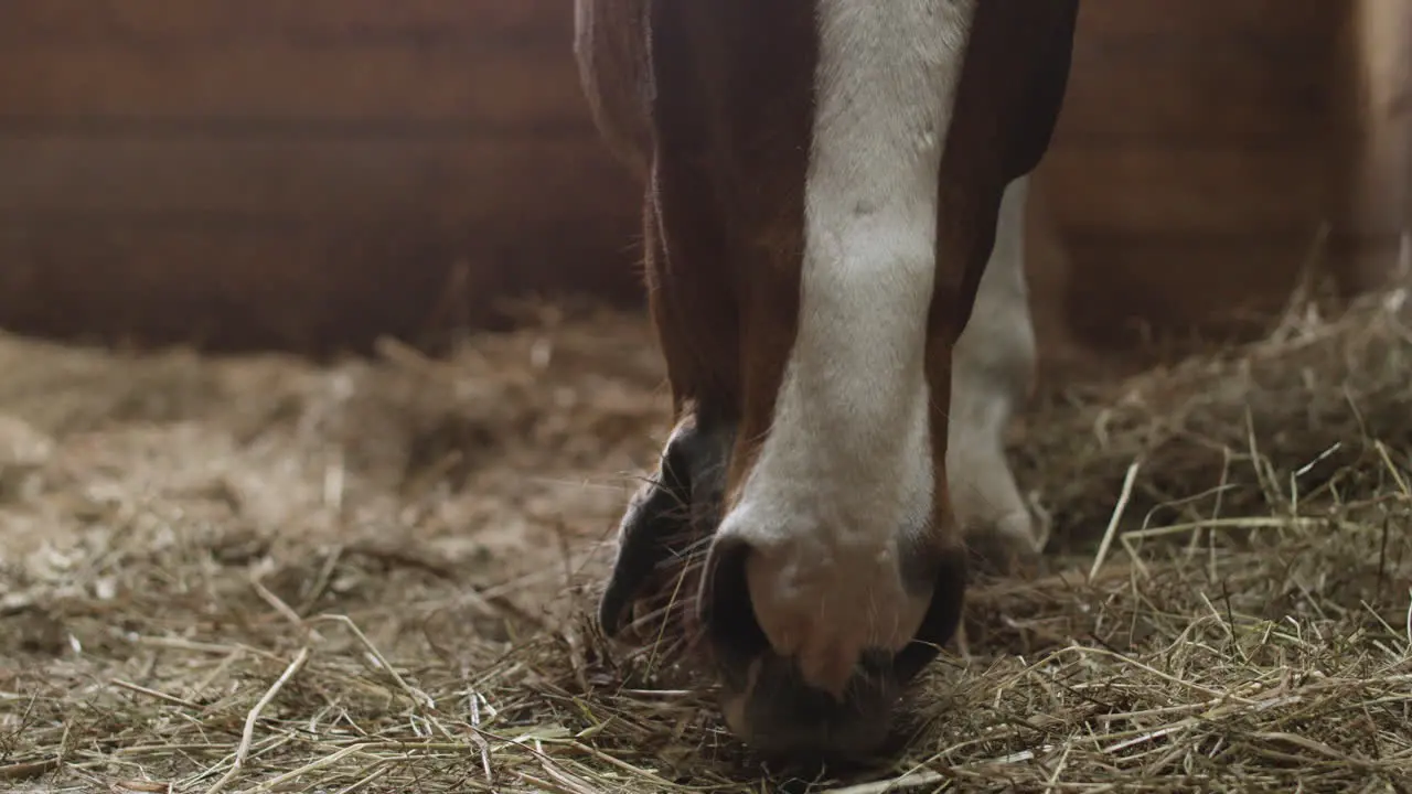 Close Up Of A Horse Eating Hay 1