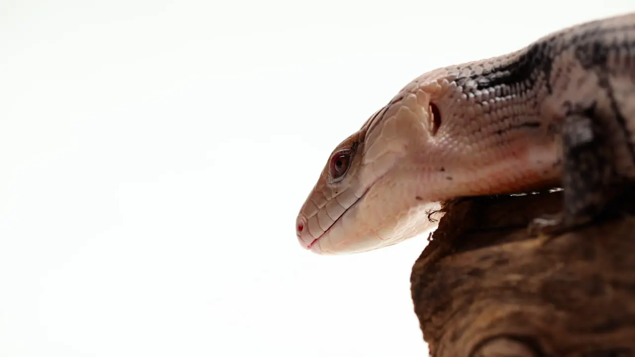 Blue tongue skink sticks out reptile tongue side profile slow motion copy space left