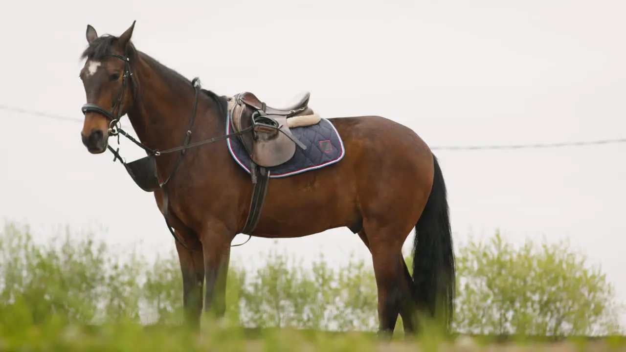 Portrait Of A Brown Horse