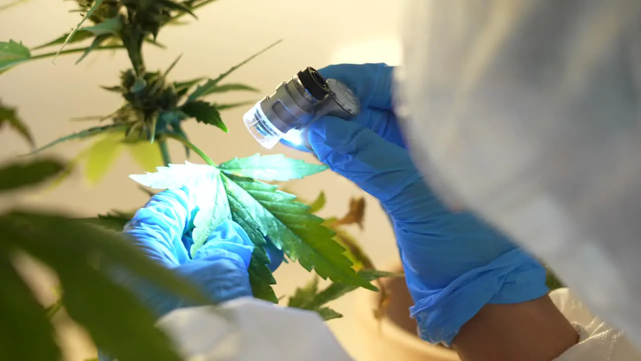 Close up shot of Scientist looking and studying cannabis plant leaves and buds in a laboratory through a microscope lantern