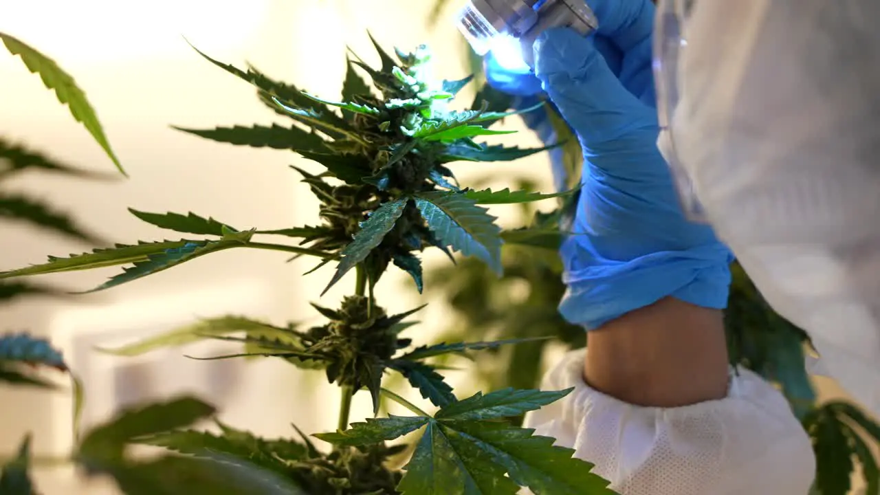 Close up scientist hand with gloves examining and studying a bud of cannabis plant with a lantern in a laboratory