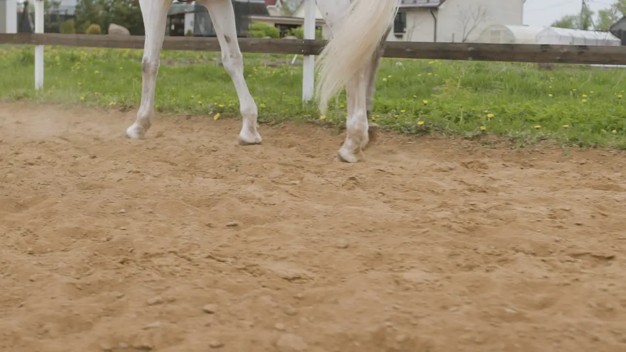 Close Up Of White Horse Walking