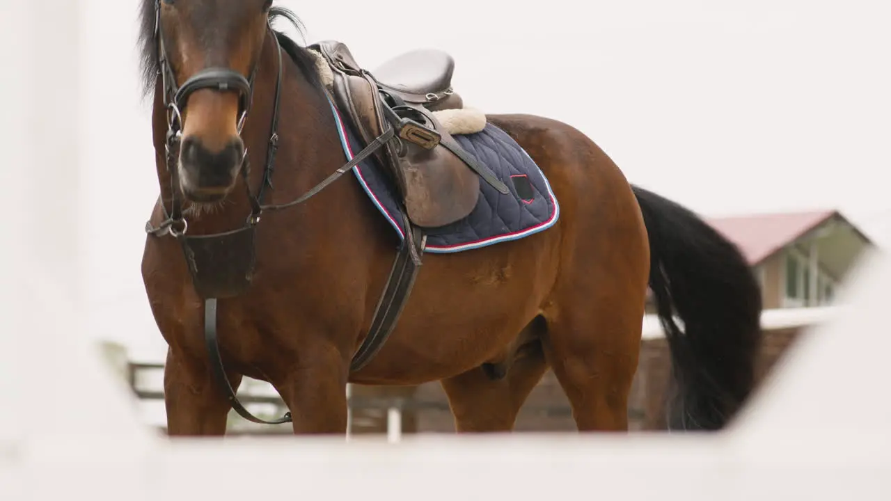 Portrait Of A Brown Horse Walking Slowly