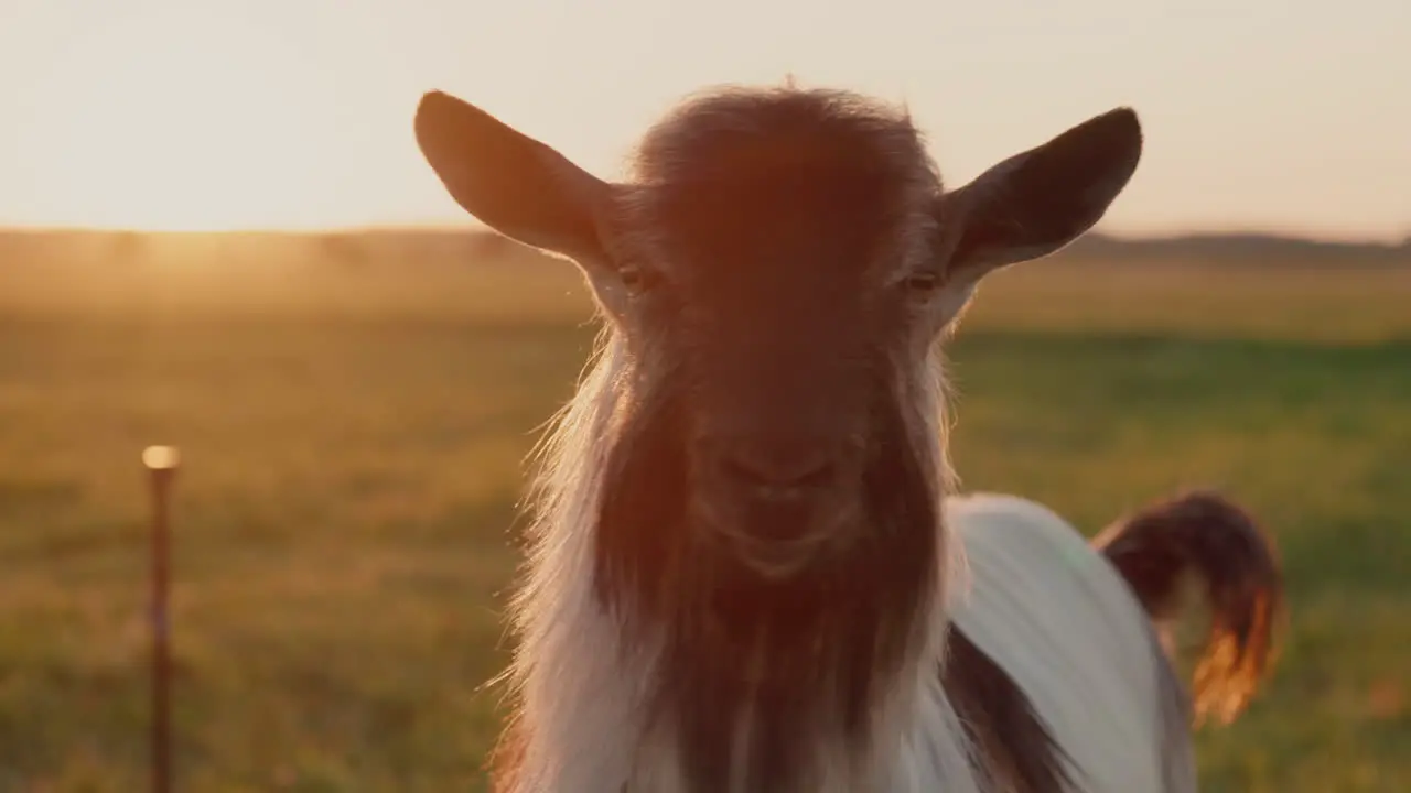 Portrait of a thoroughbred goat in a meadow at sunset