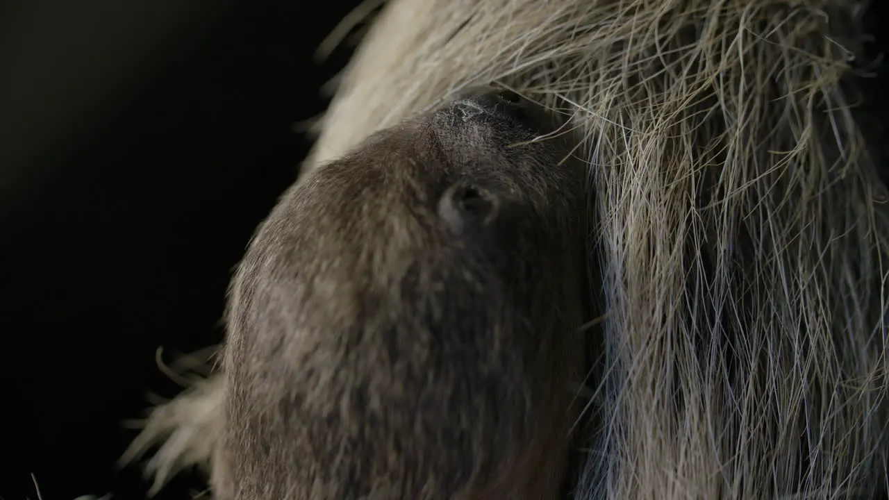 Extreme close up of newborn baby sloth and mother snuggle