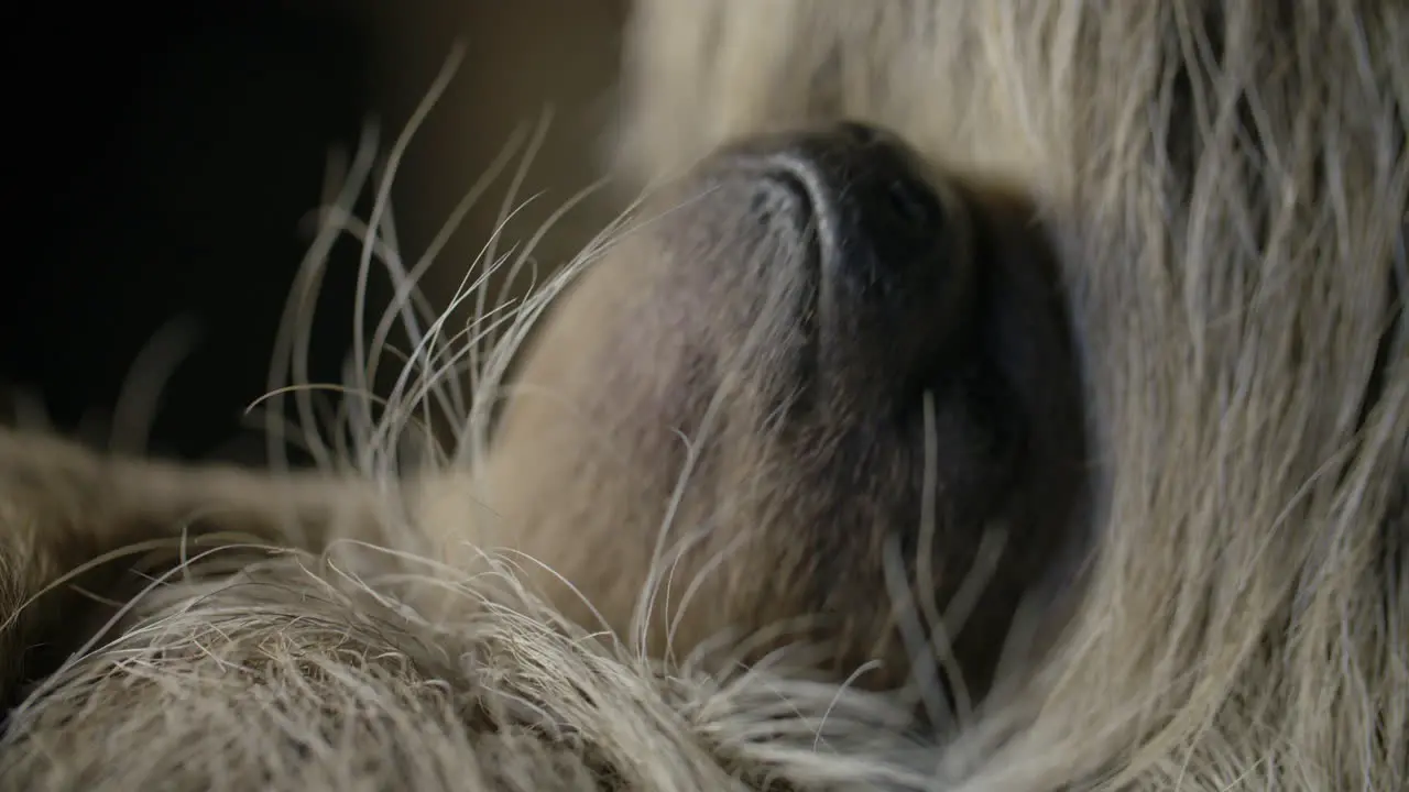 Motherhood in the animal kingdom baby sloth snuggles mom