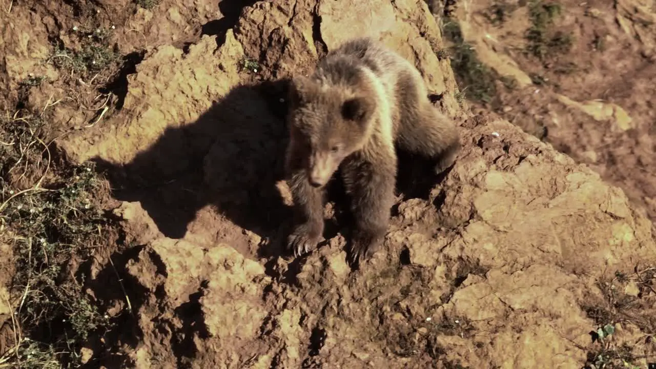 Baby bear trying to climb down a steep cliff during a sunny day