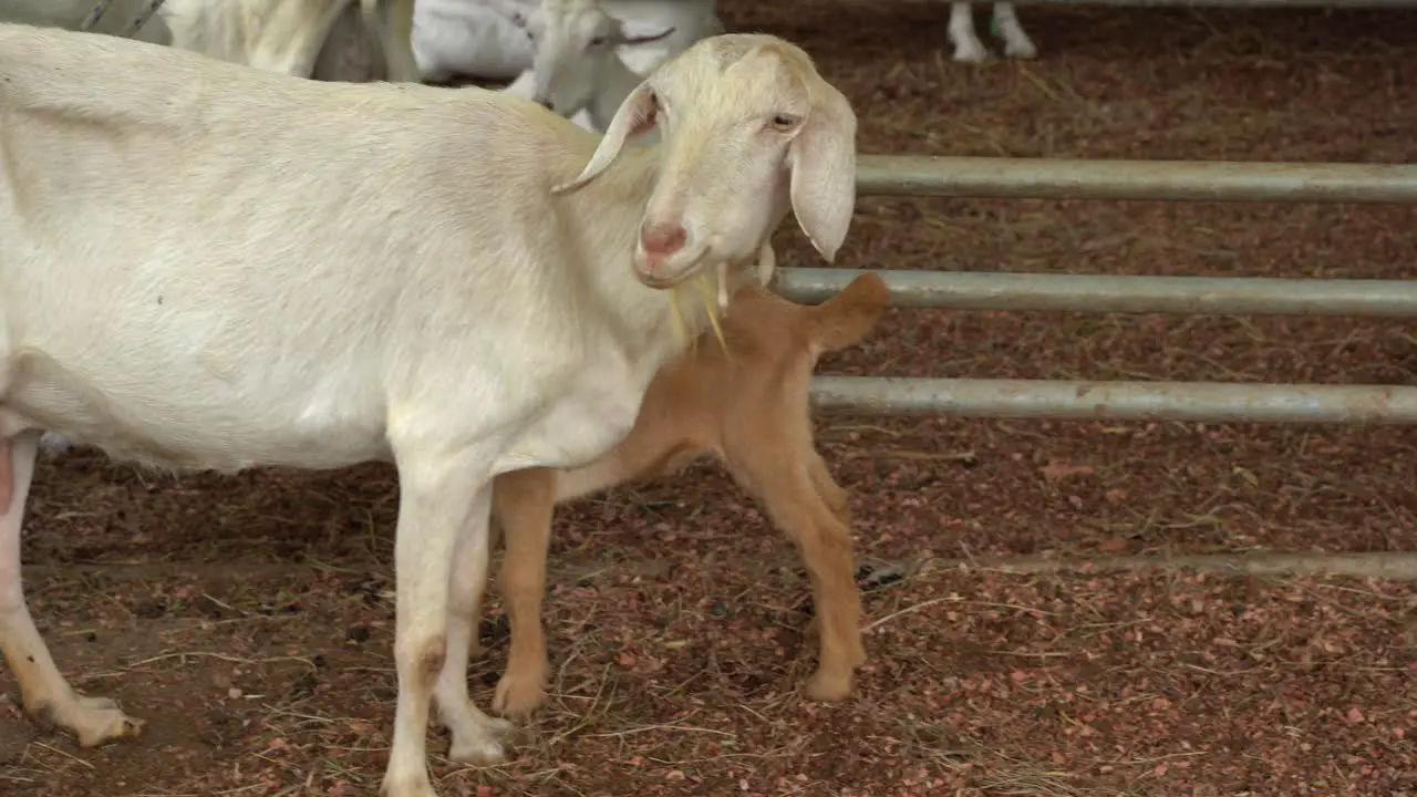 A white goat eating grass in a field in Costa Rica