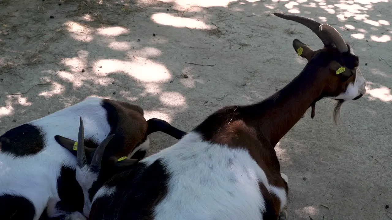 Static view of Goats sheltering from heat in shadow