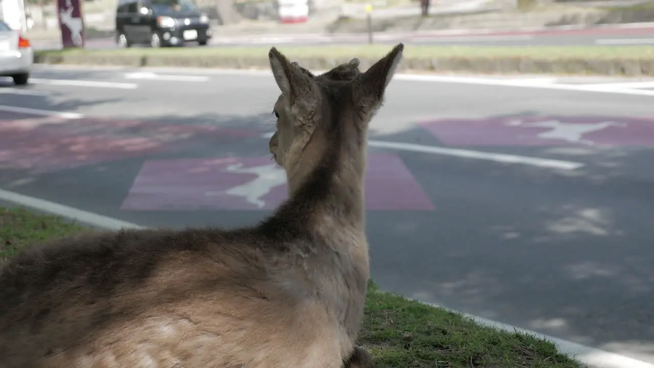 Deer in the city of Nara Japan