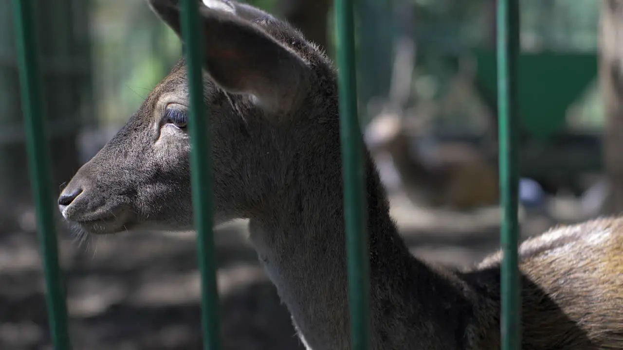 Baby fawn in the cage slow motion