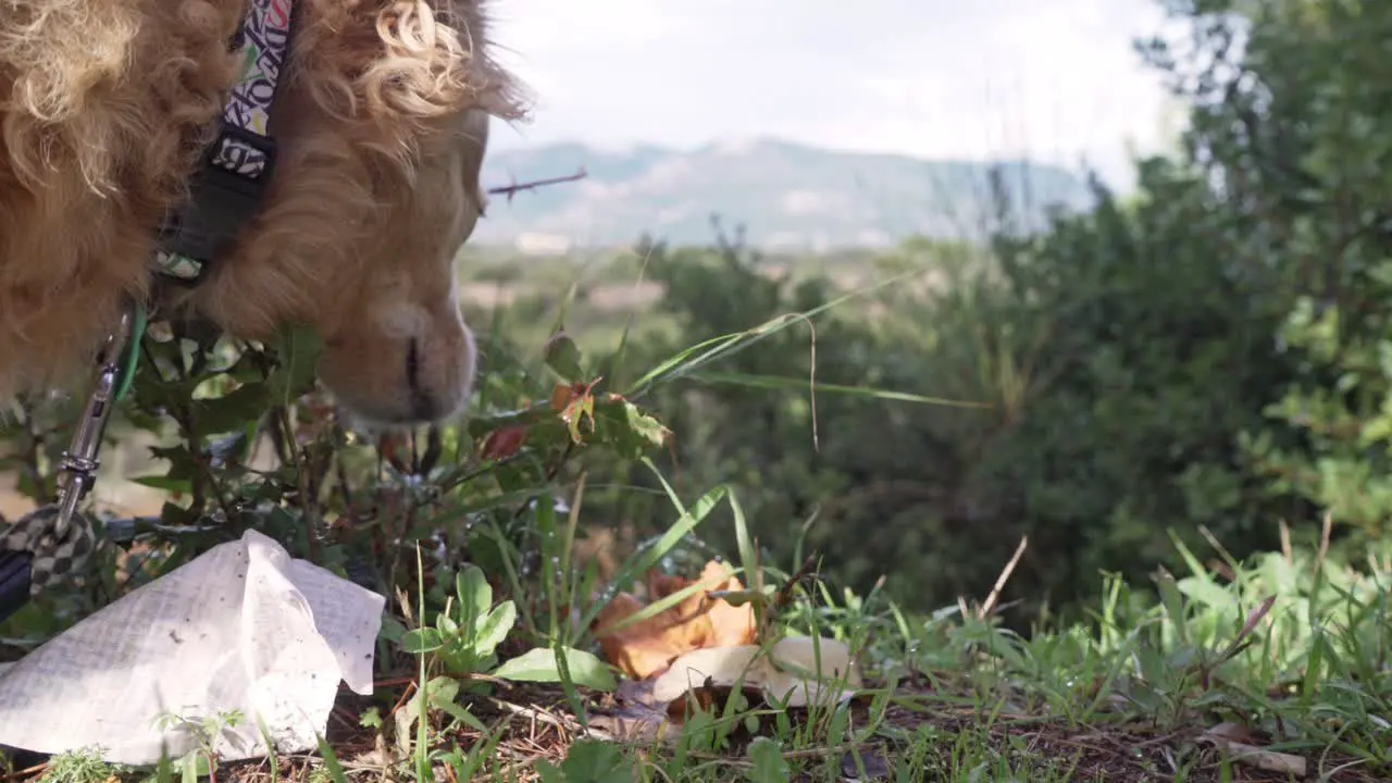 Close up on medium size greek breed Kokoni dog sniffing plants on nature 4k