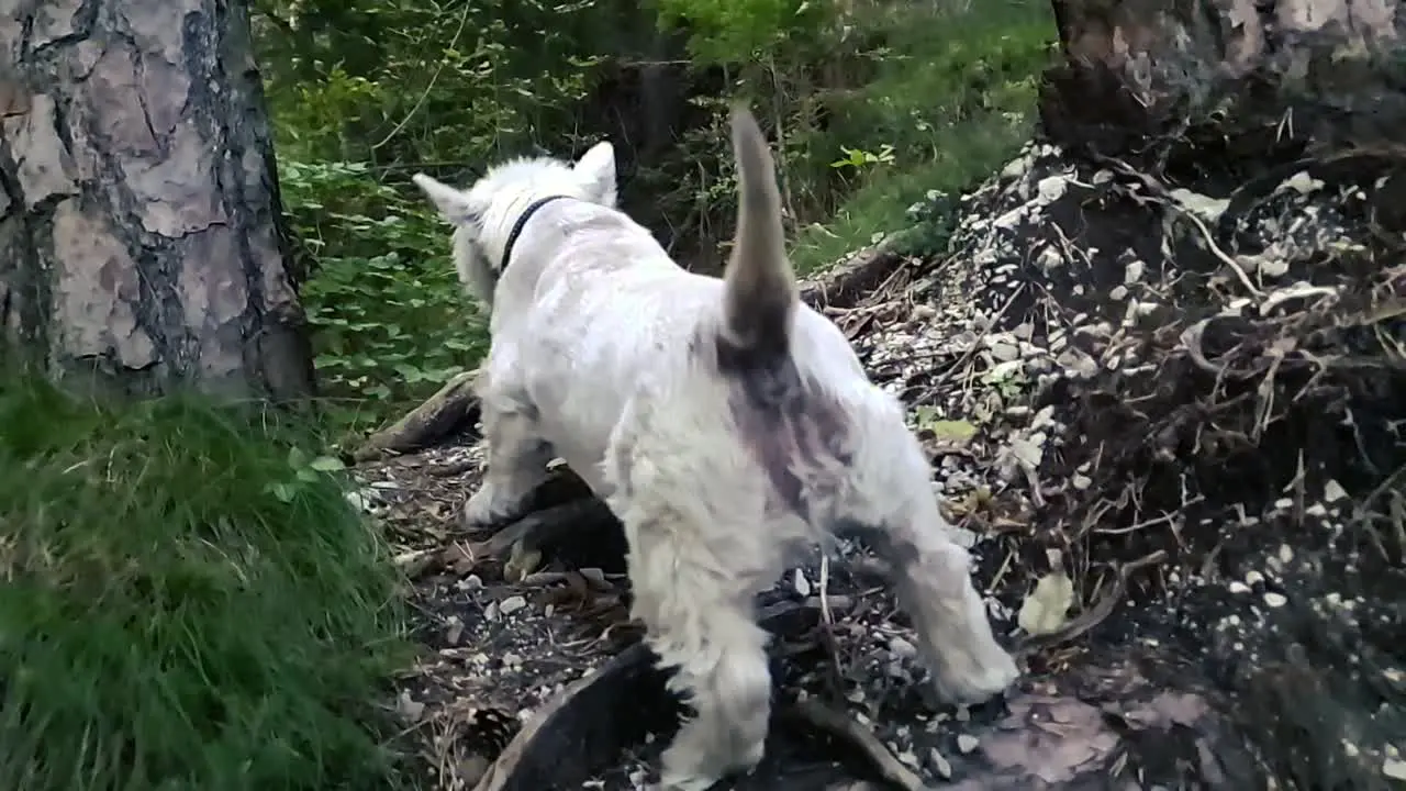 Small dog jumping over the tree roots in the forest in slow motion