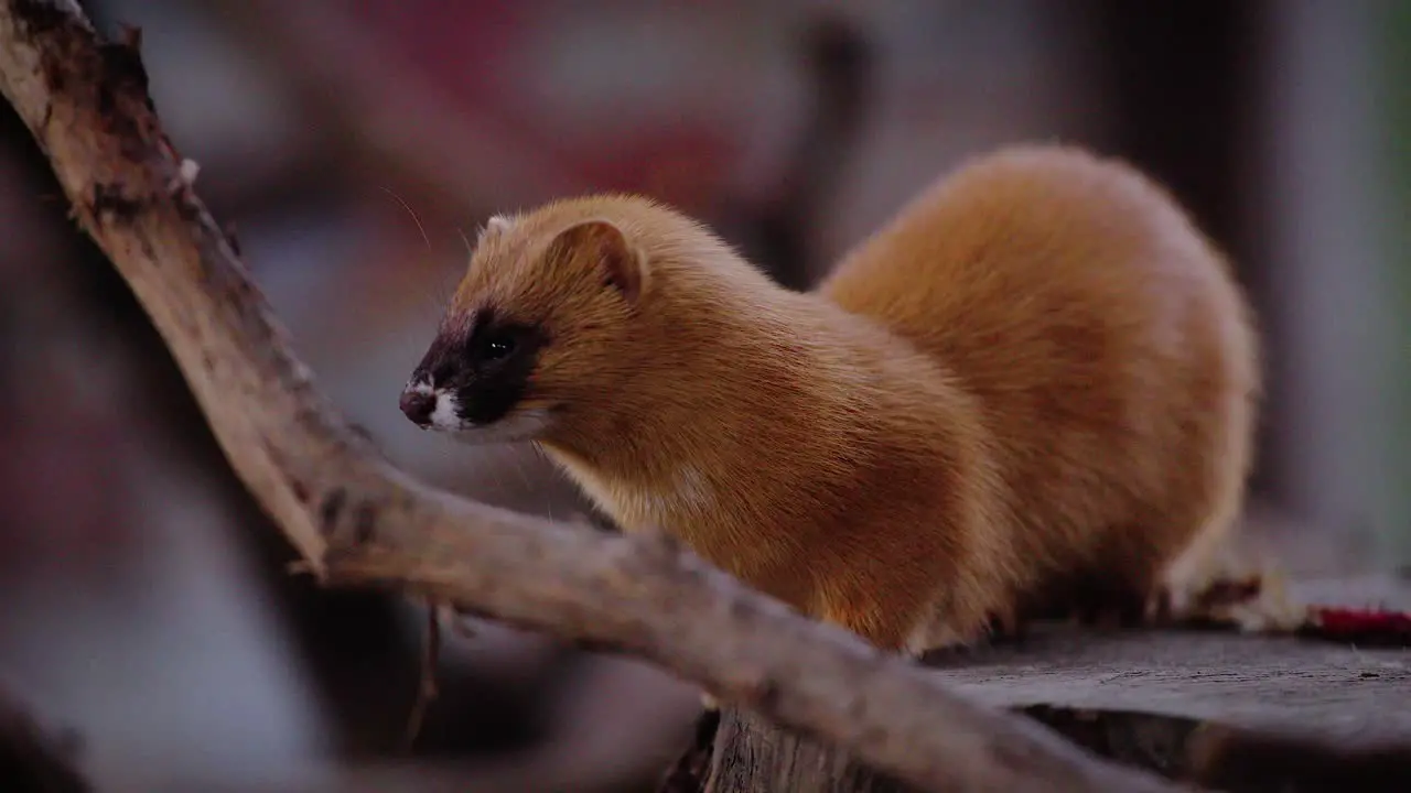 Static shot of a Japanese weasel looking over a branch and its surroundings