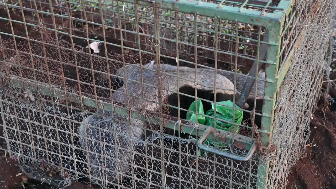 honeybadger trap in the campground with 2 honeybadgers that wandered into came in Kruger South Africa