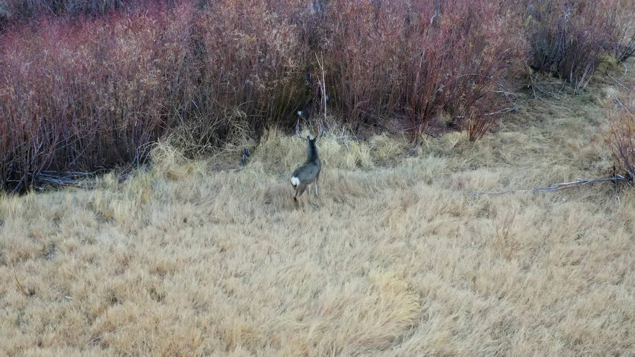 Aerial Tracking Shot Of Wild Deer Standing Beside Bush Grass At Pleasant Valley