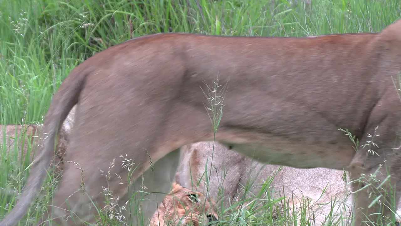 Lions grooming and one lion snarls as another approaches