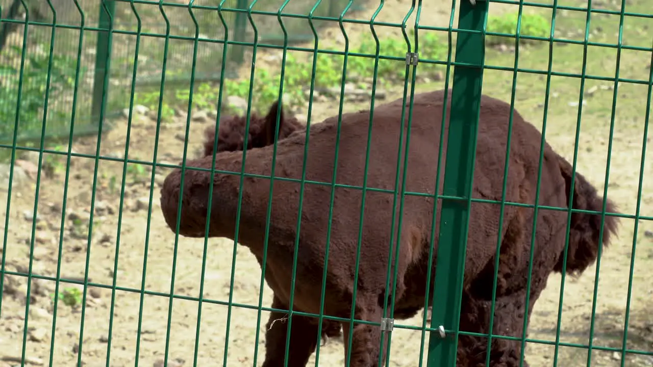 Dark Brown Llama Behind Green Wire Fence At Zoo Turning Head