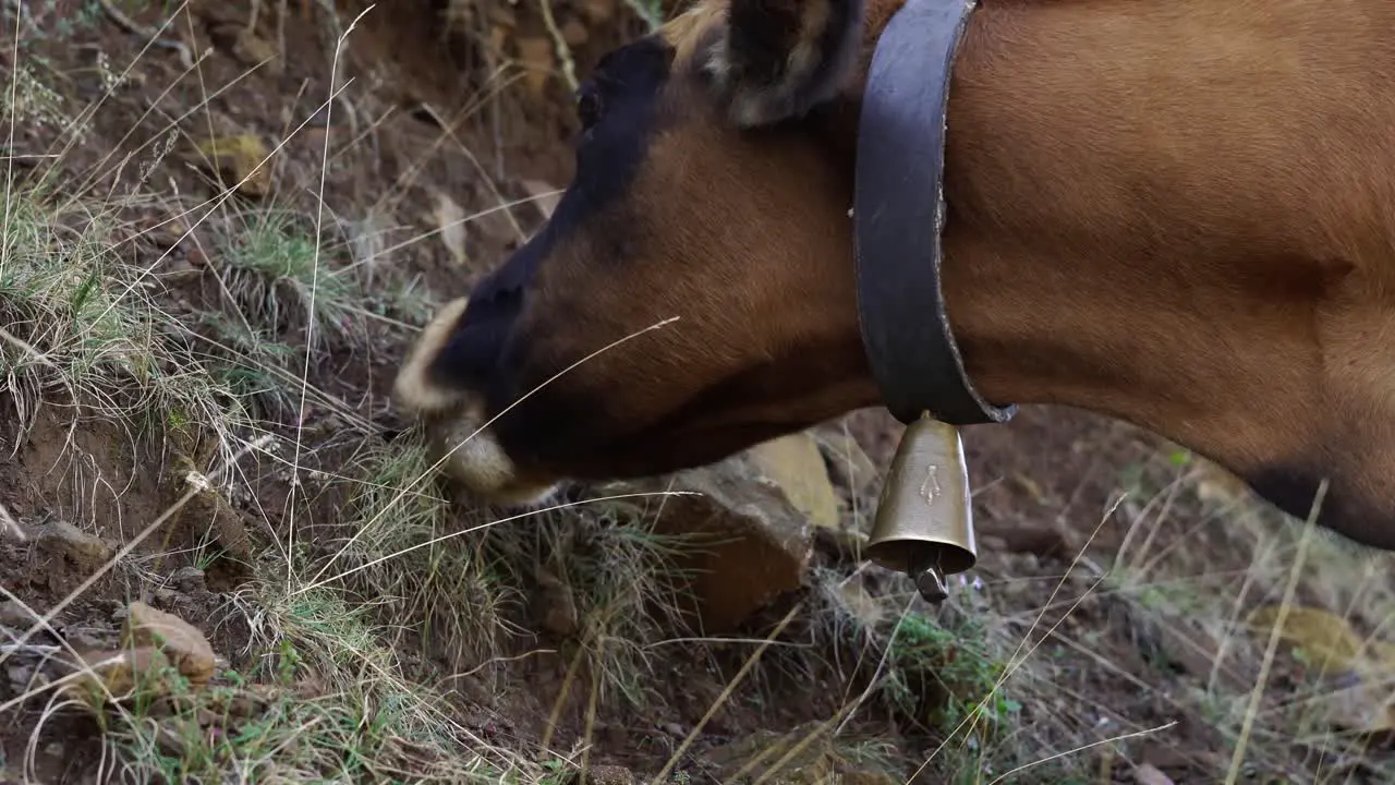 Happy cow feeding in natural pasture surrounded by forest up in the alpine mountains close up