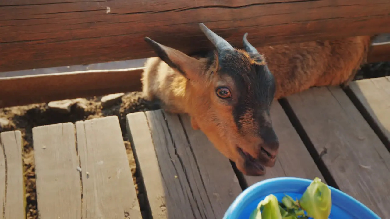 The Child Gives Food To A Funny Little Black Kid Who Pokes His Head Through The Crack Of The Fence F