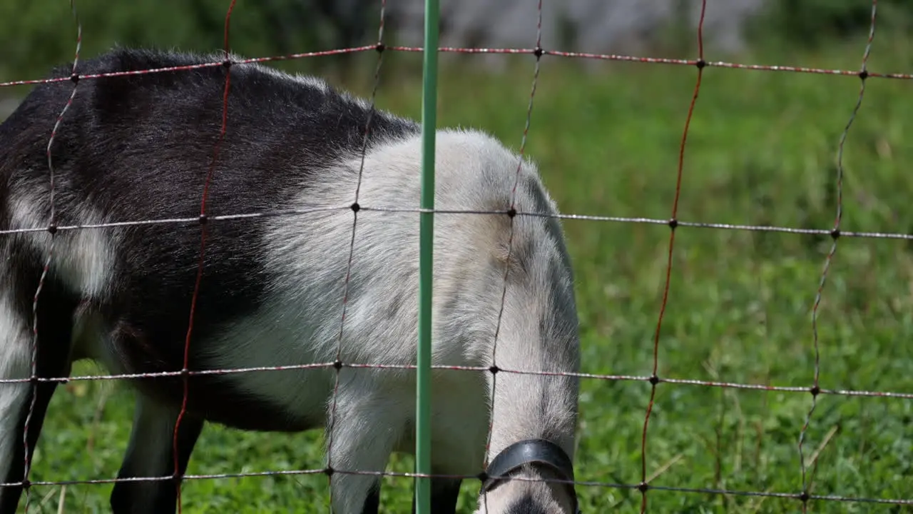 A goat is eating grass near an electric fence on a meadow in the swiss alps Engelberg Obwalden