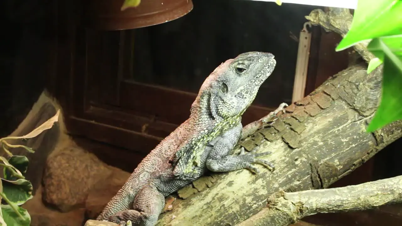 Lizard chilling on the tree branch