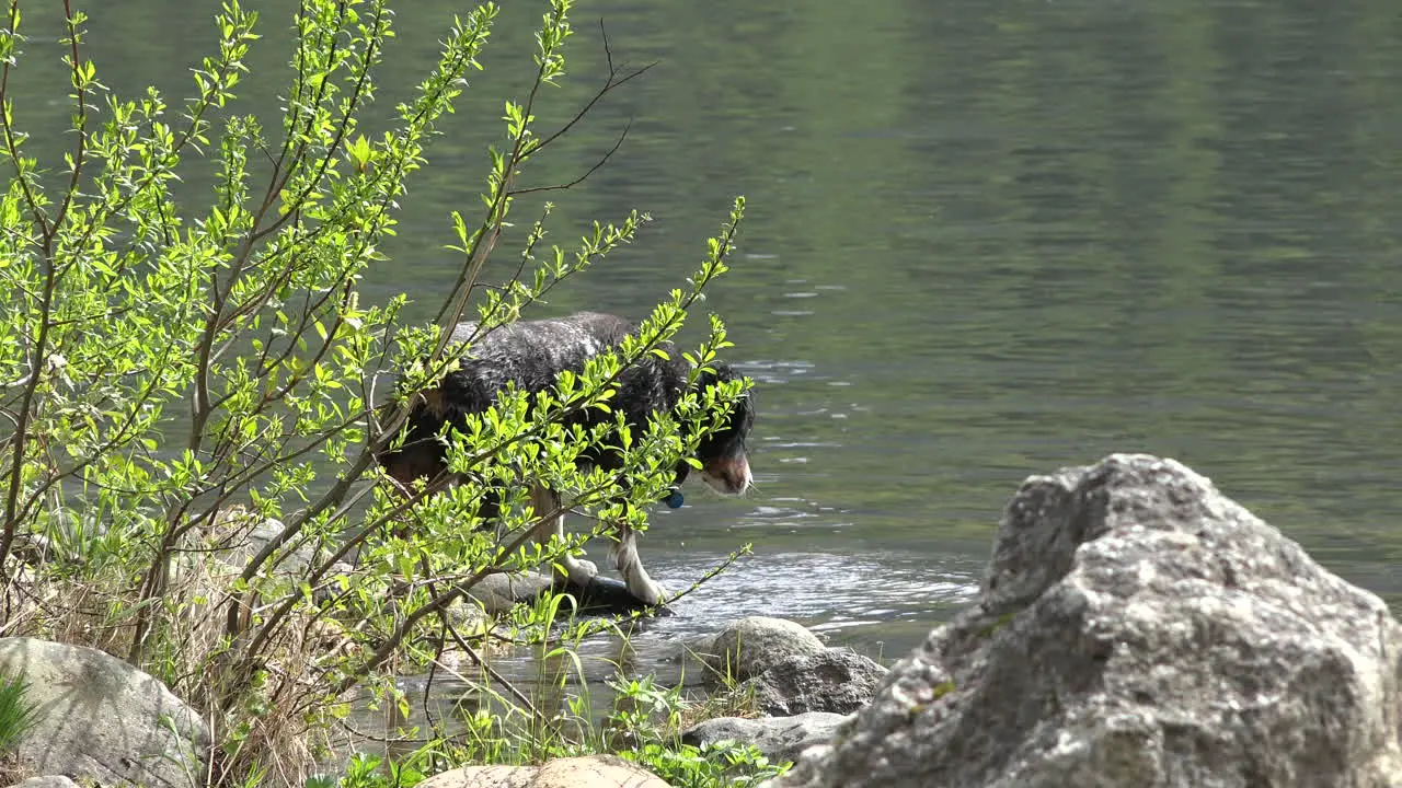 Alaska Dog Jumps In Lake