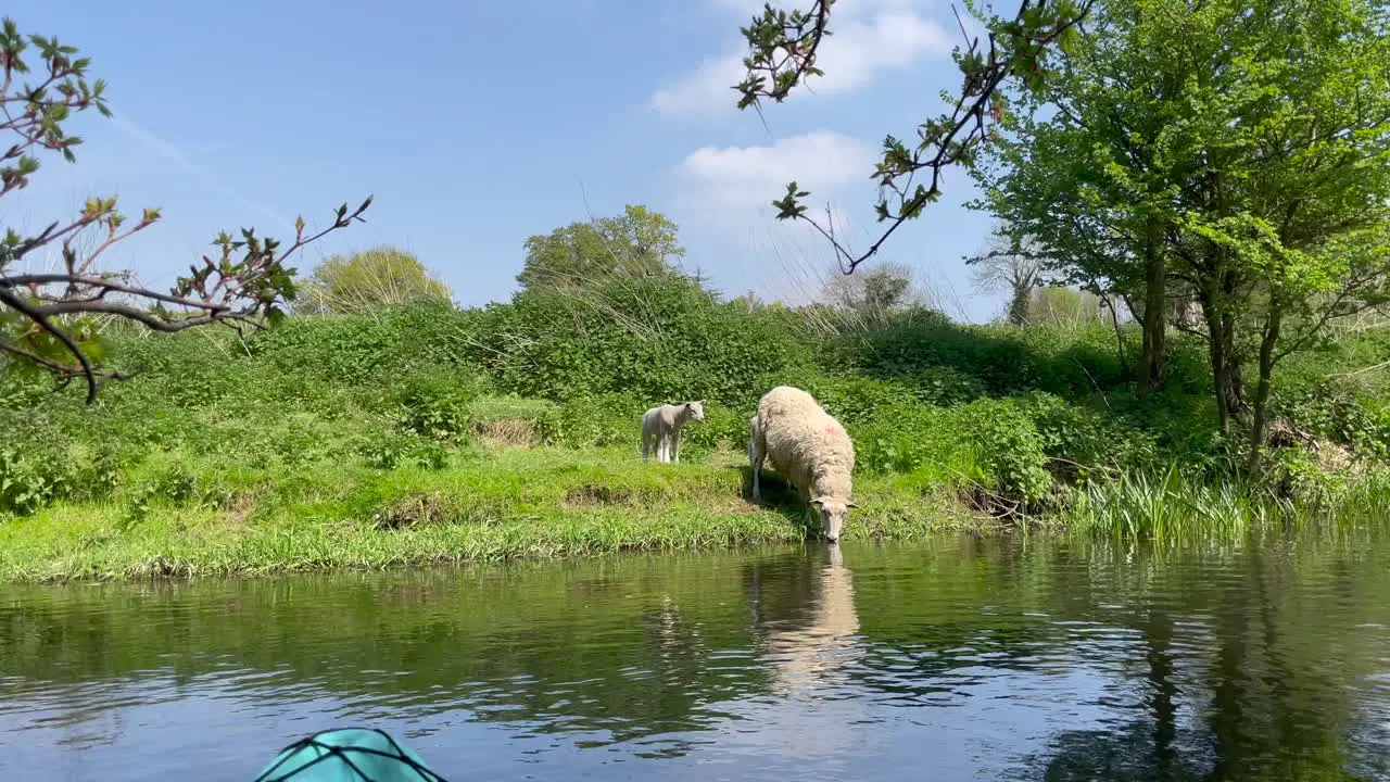 A wide moving shot of a sheep and her lambs drinking from the river on a bright sunny day