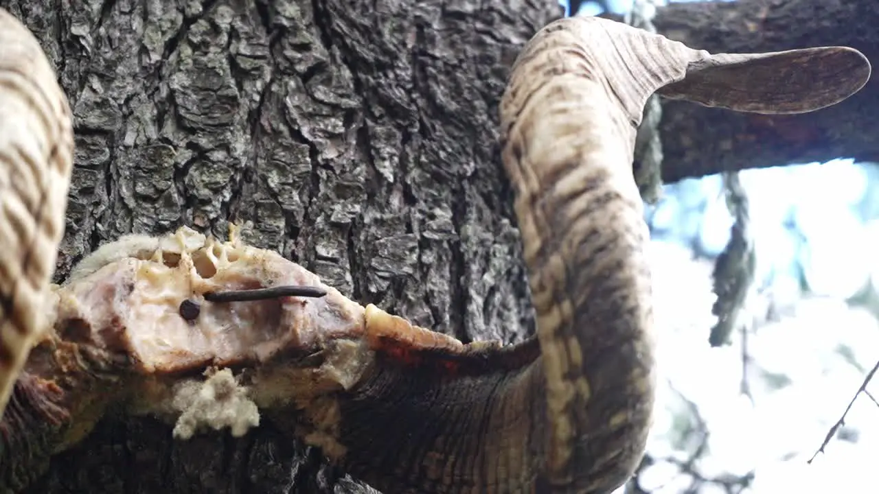 Close-up shot a goat horn hung on a tree as a tradition