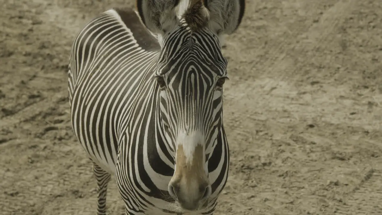 A single zebra staring into the camera from close up