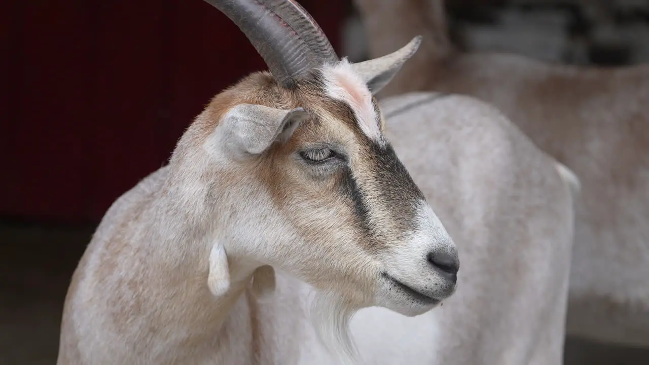 Close-up portrait of a goat