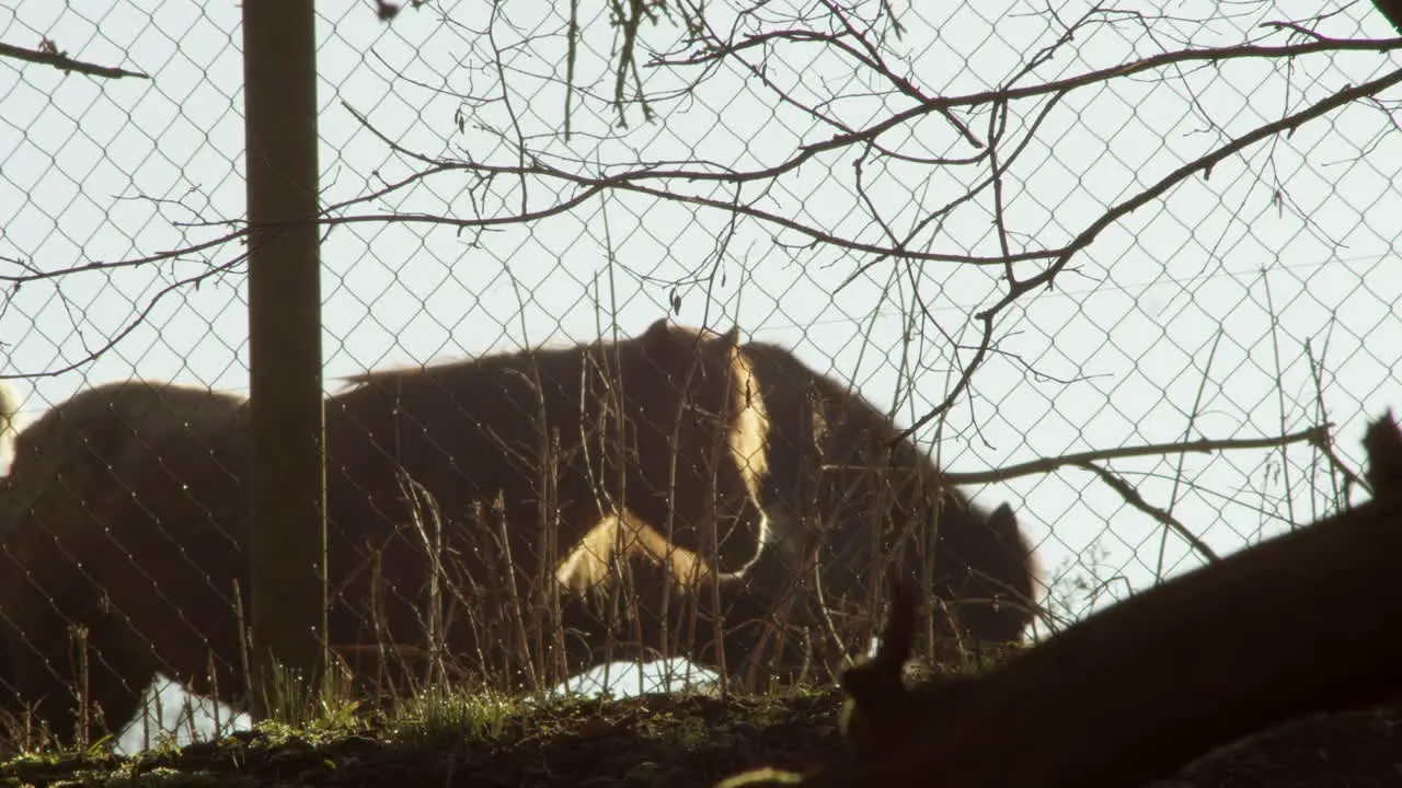 Ponies graze in golden winter morning in fenced pasture