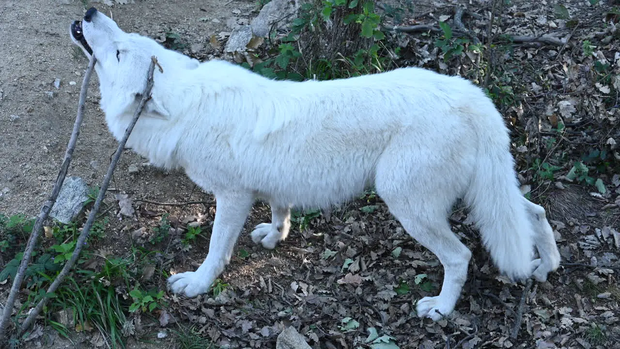 A polar white wolf bites hard on a branch of a tree in a French zoo