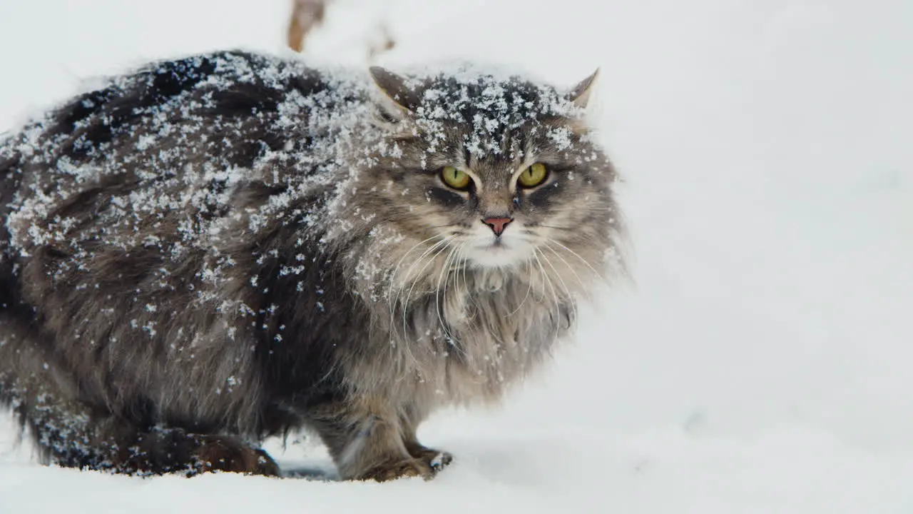 Unhappy Defensive Cat Sitting In The Snow