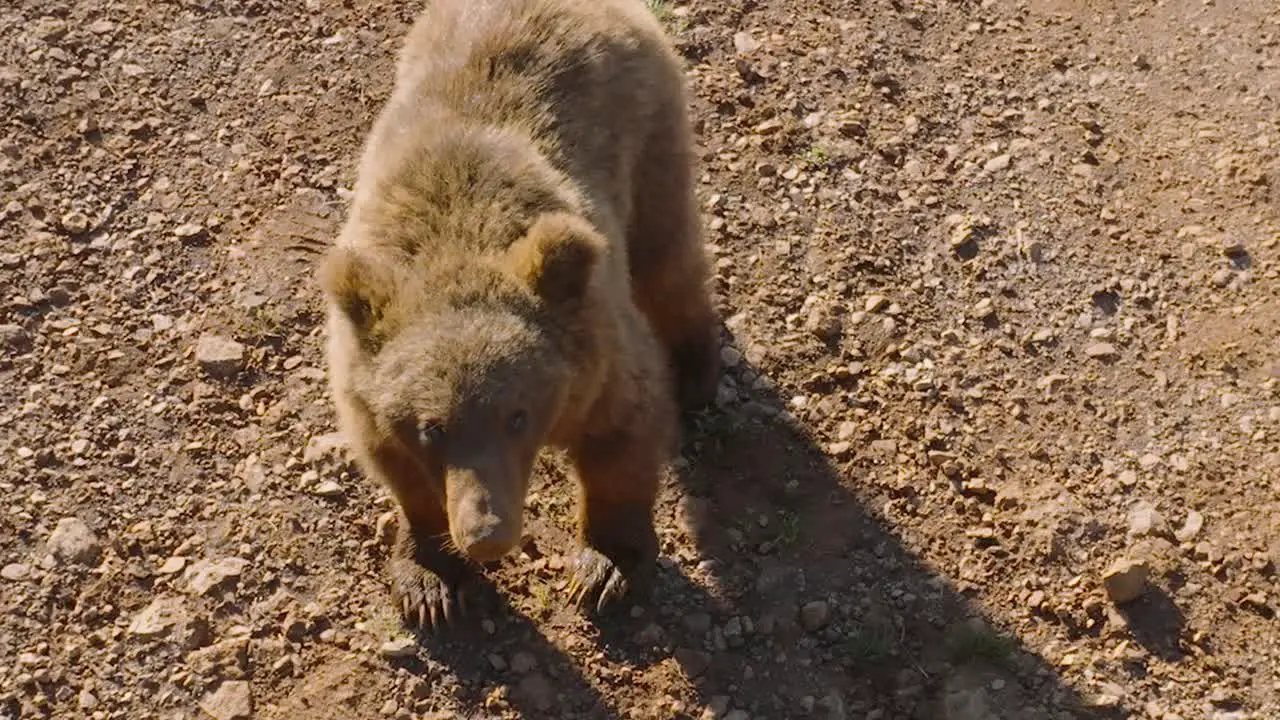 Top down fview of bear trying to grab drone