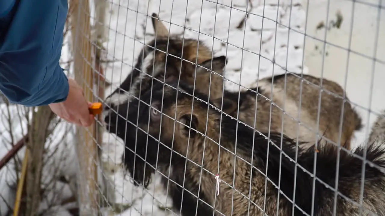 Two little goats eats vegetables from human hands