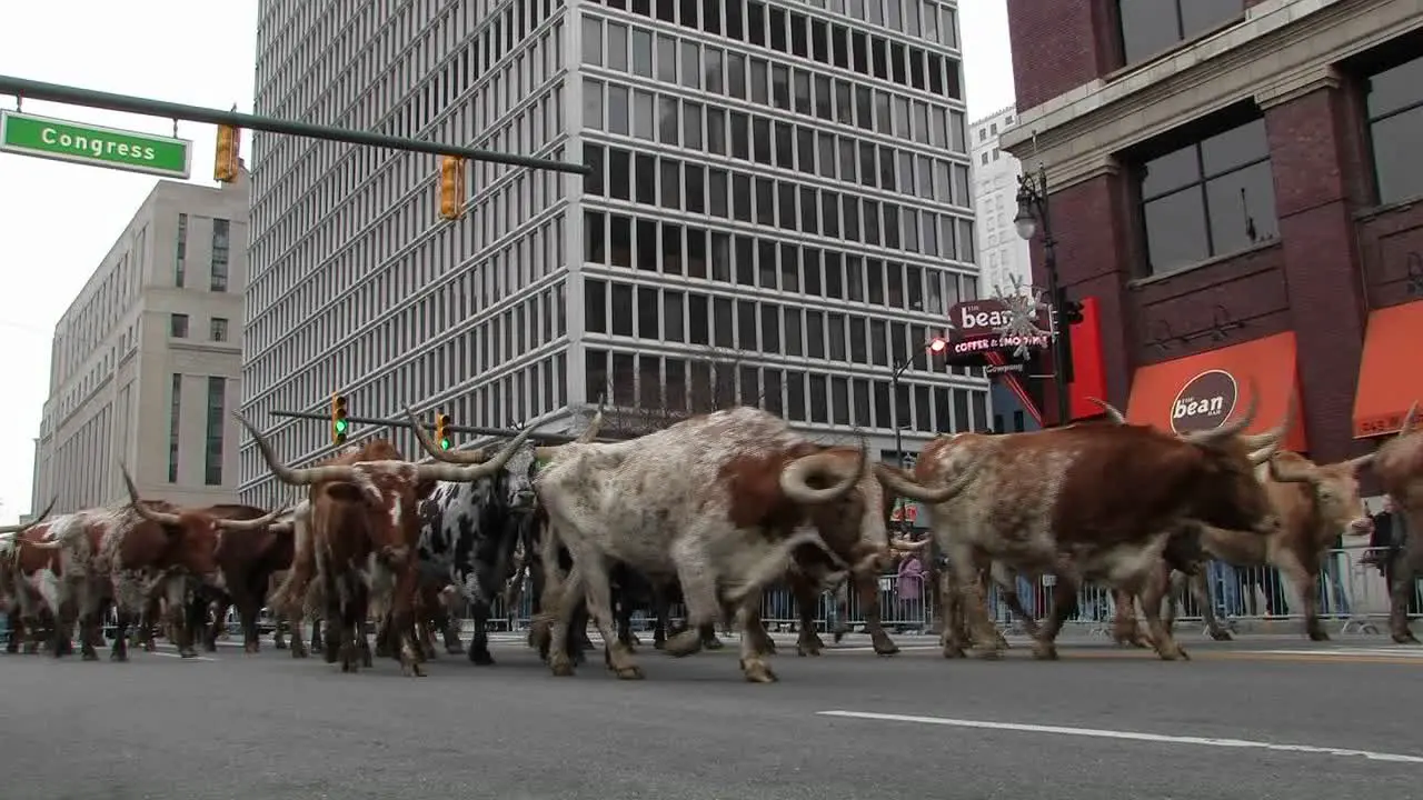 Man on a horse leading bulls through a city street