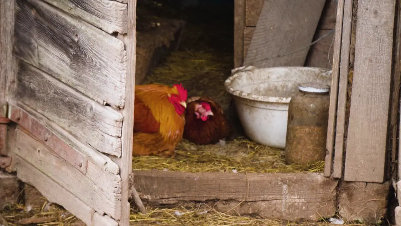 The chickens rest after lunch