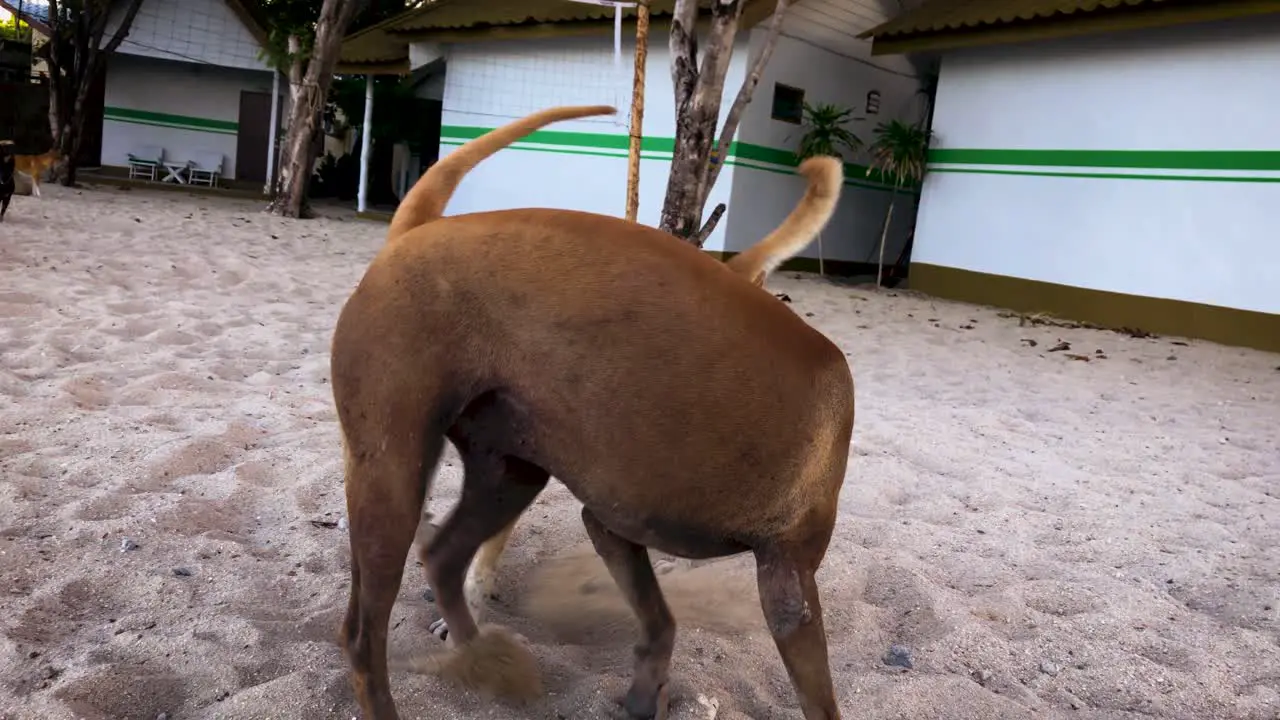 Two Brown Dogs Playing On The Sand At The Beach In Koh Phangan Thailand full shot