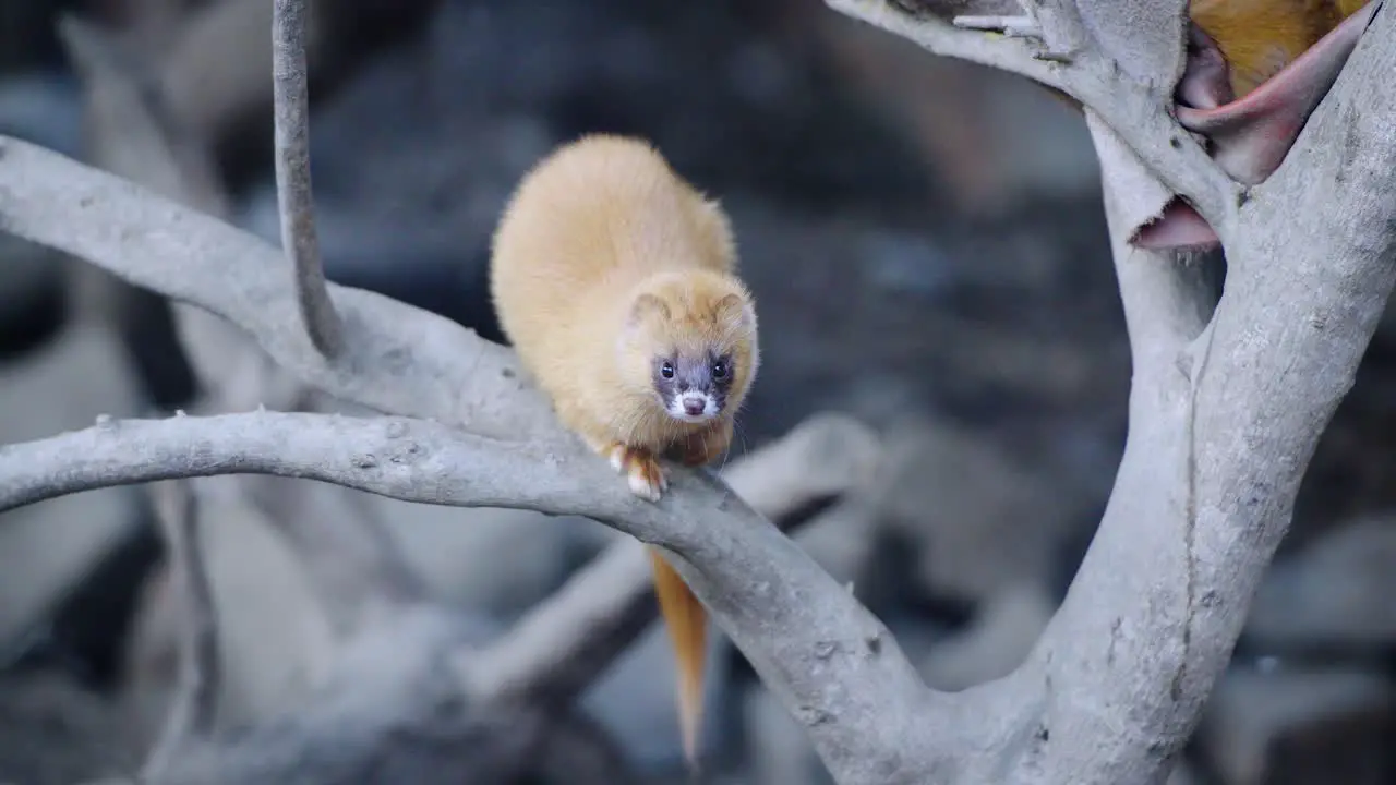 Tracking shot of a weasel moving from one branch to another