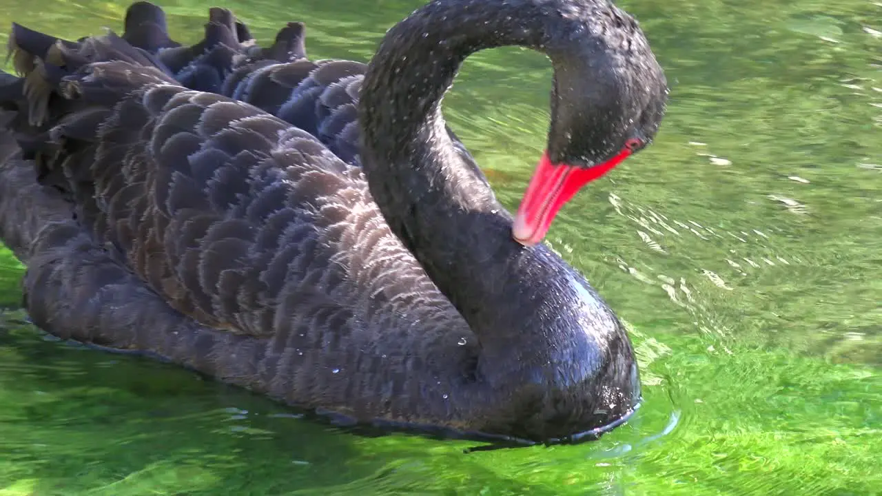 A beautiful black swan glides along a green stream 1