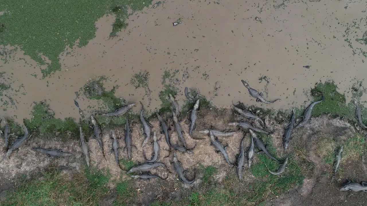 Crowd of caimans at lake edge in Pantanal aerial shot opens and reveal much more