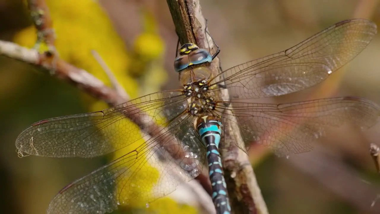 Blue and green dragonfly sitting on branch using it's legs to clean it's head