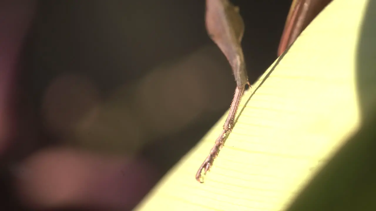 Praying mantis legs closeup standing on a leaf